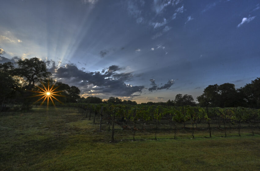  Rooted In Place: Texas Winemakers are Redefining the Taste of Texas
